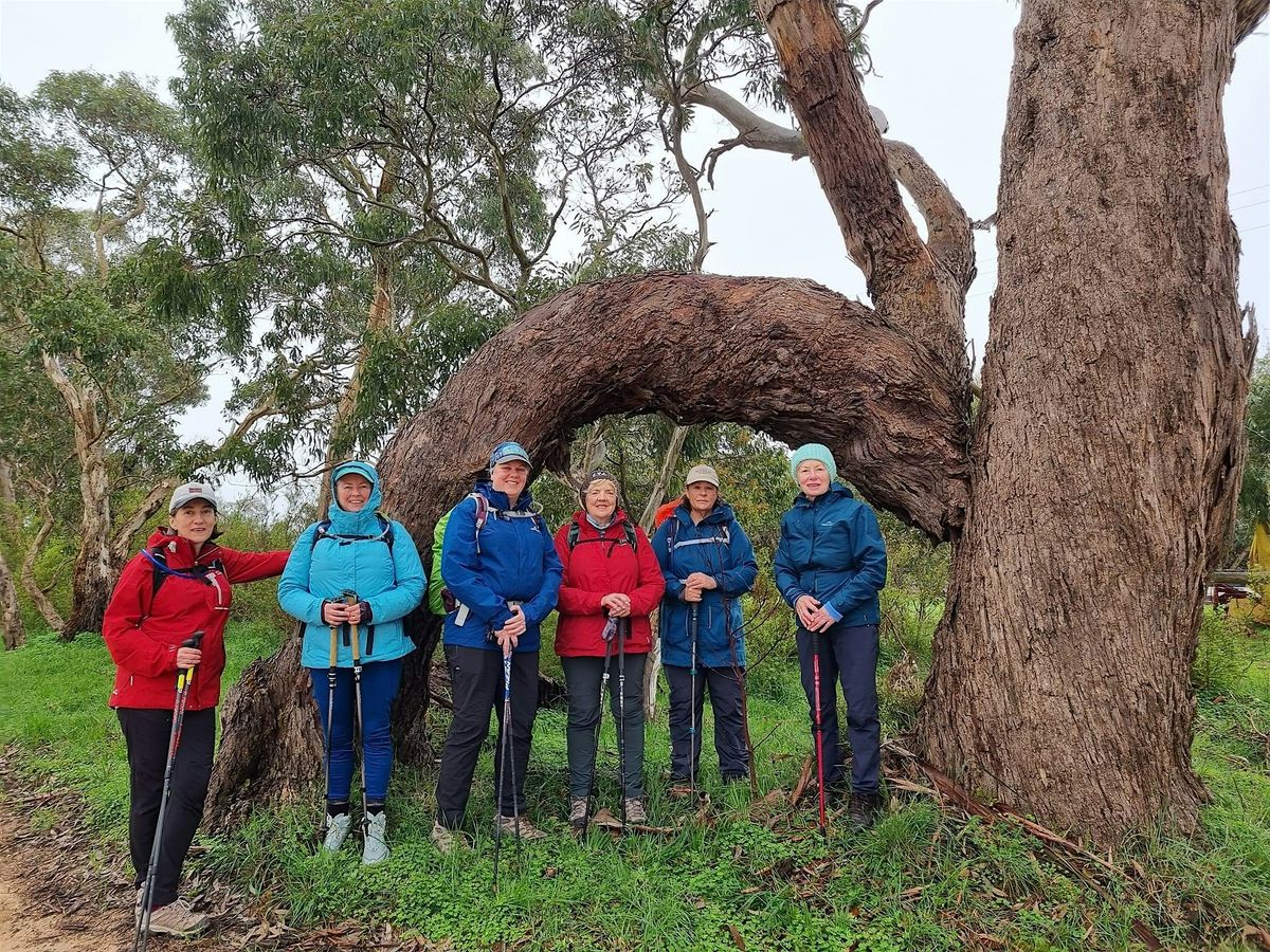 Willunga Week - Section 8- Friday 14th November, 14 November | Event in Kangarilla | AllEvents