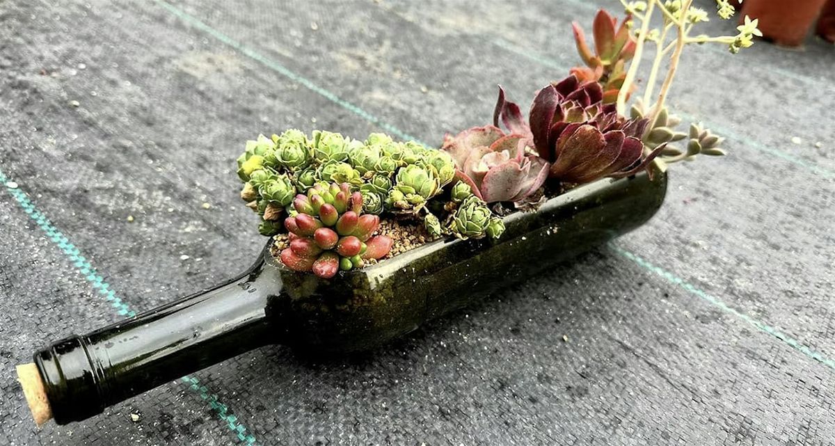 Wine Bottle Succulent Workshop | Event in North Canton | AllEvents