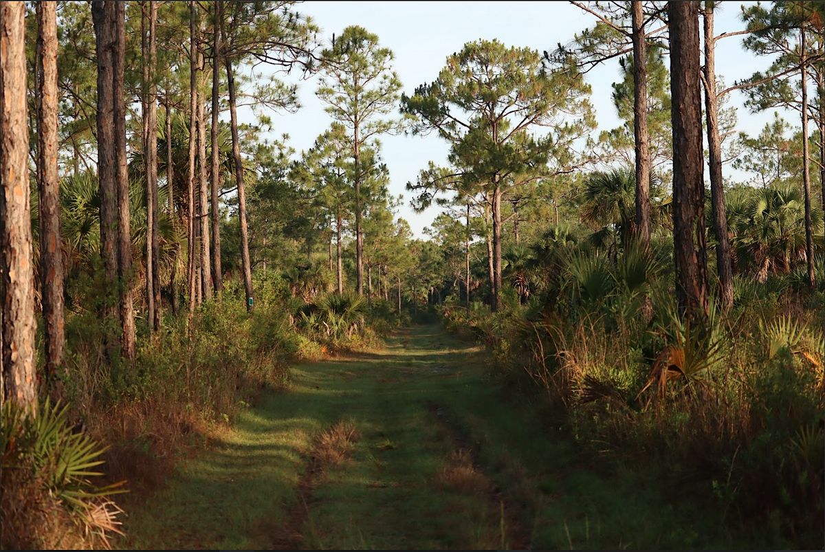 Guided Walk: CREW Cypress Dome Trails (White Trail), 4 February | Event in Immokalee | AllEvents