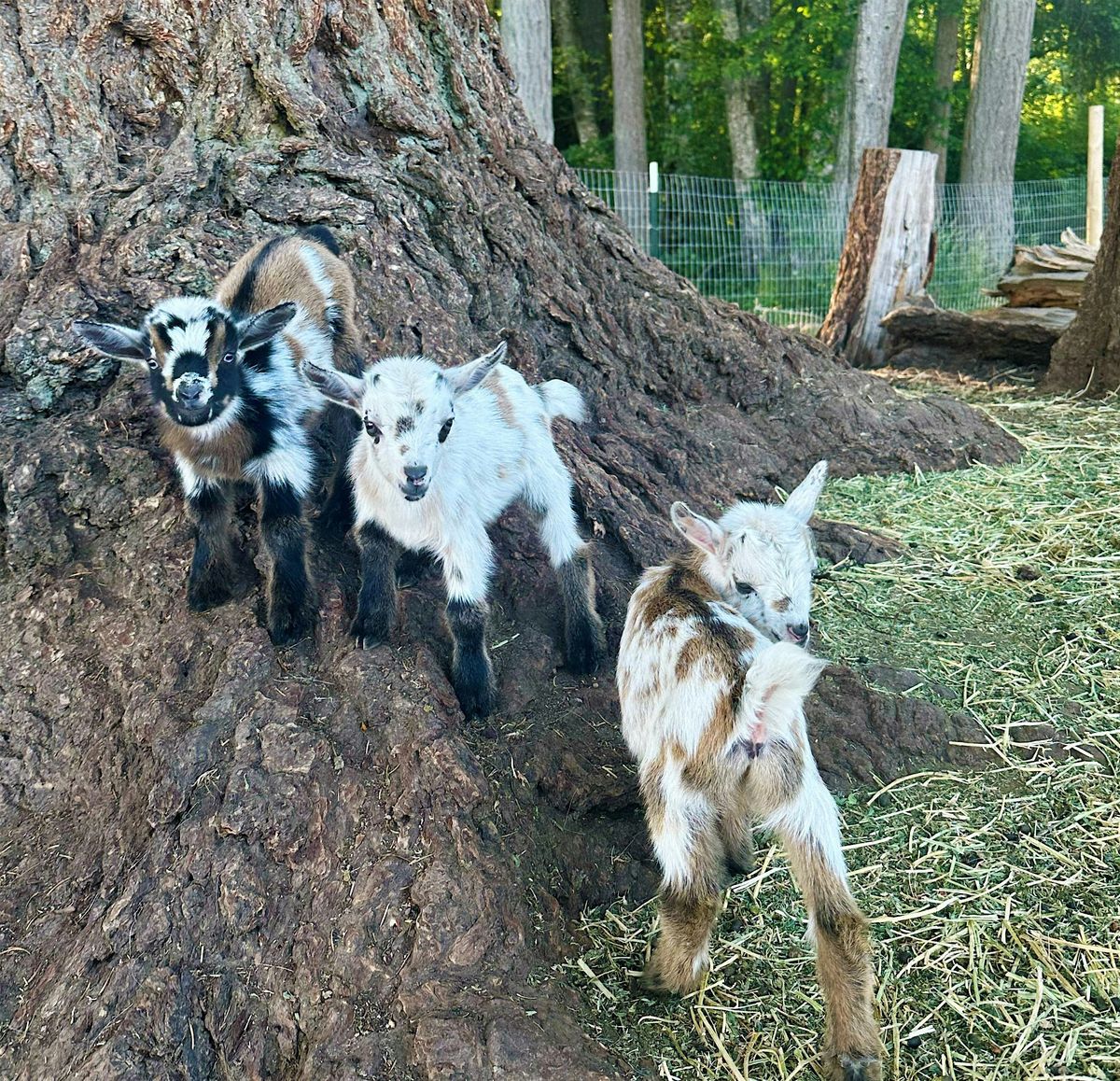 Baby Goats & Beer!, 17 August | Event in Port Orchard | AllEvents