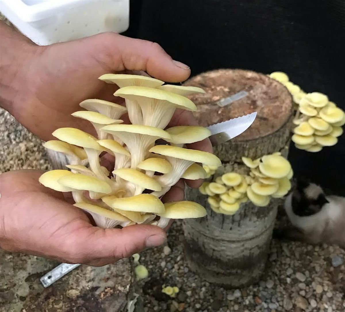 Fungi in the Forest: Mushroom Farm Tour at Soulshine Earth, 24 October | Event in Athens | AllEvents