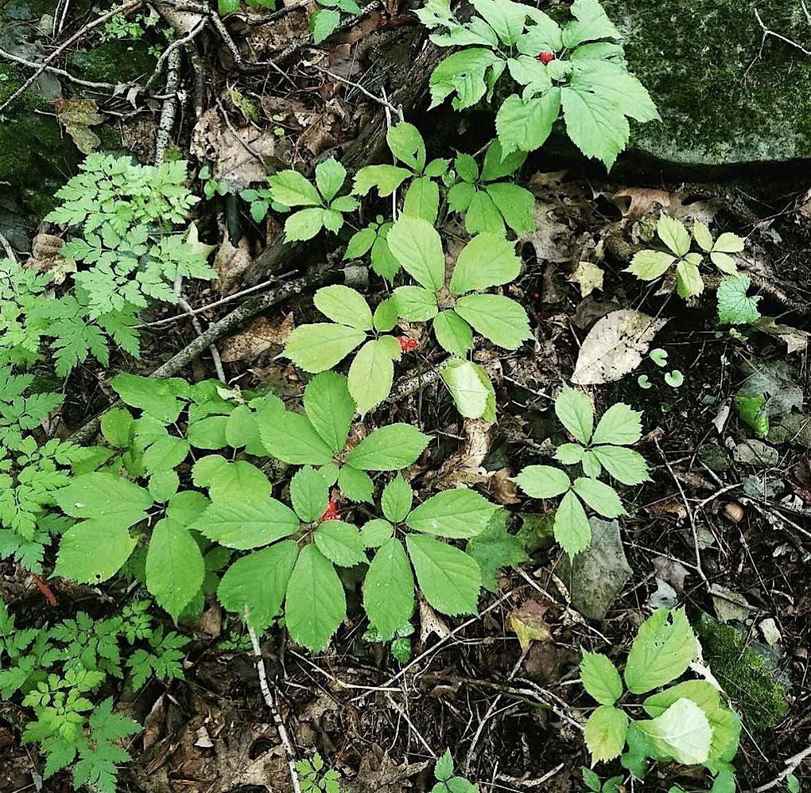 Learn to Grow Ginseng, 2 October | Event in Acra | AllEvents
