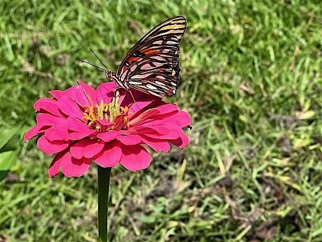 Pollinator Ambassador Academy, 16 August | Event in Perry | AllEvents