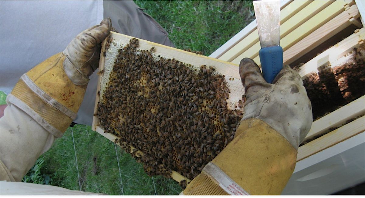 HCBA 2026 BEE SCHOOL, 17 January | Event in West Springfield | AllEvents