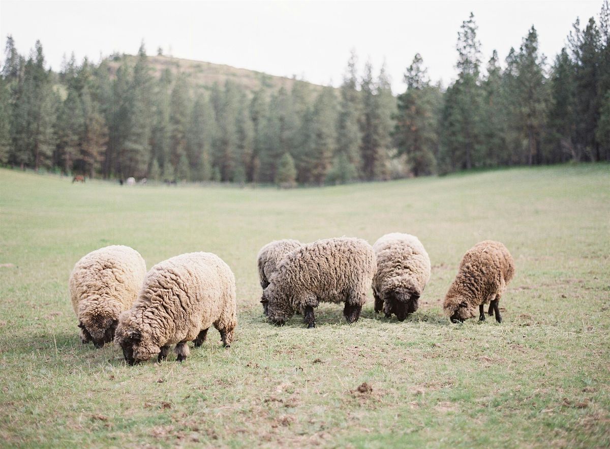 DIY Fleece Processing - Hand Fiber Processing for Beginners (Free), 20 September | Event in Spokane | AllEvents