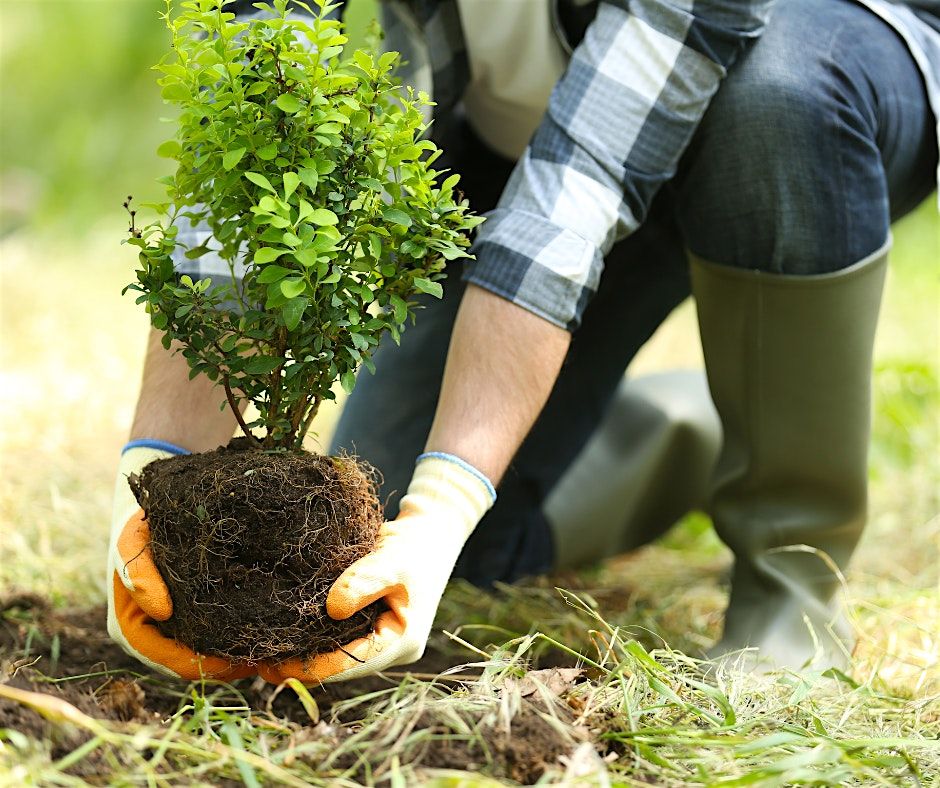 Think Green Thursday: Planting Trees and Shrubs, 4 September | Event in Burlington | AllEvents