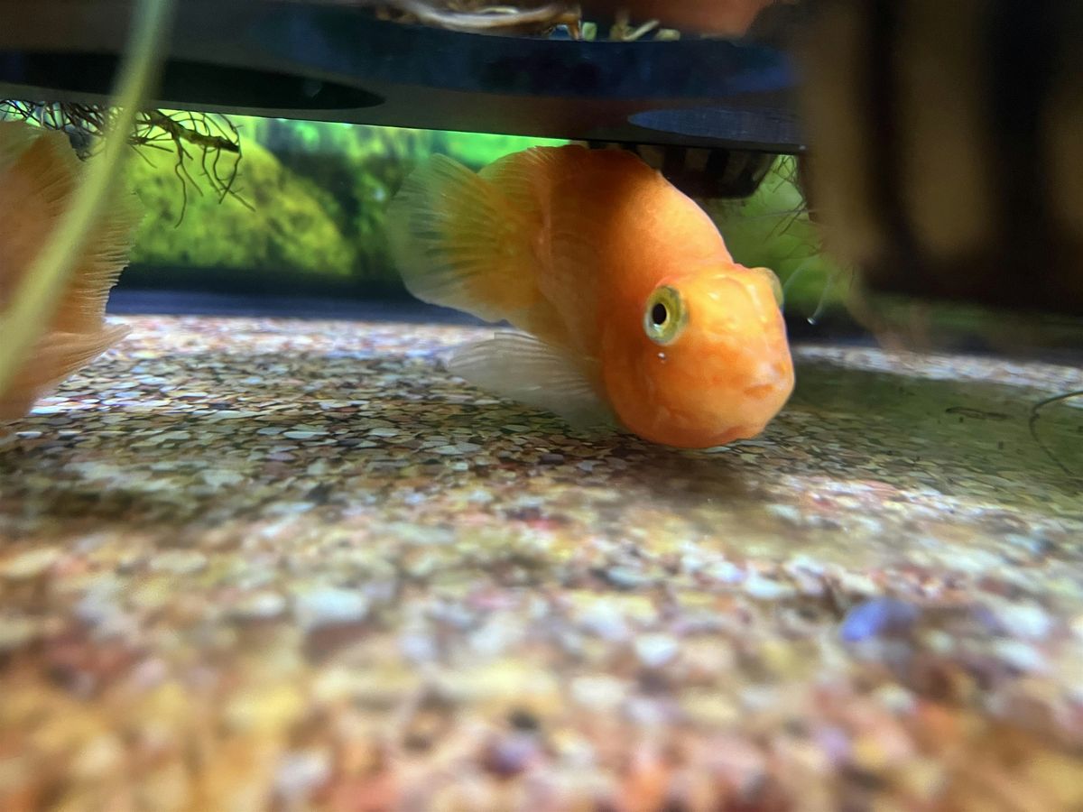 Animal Adventures at Pet Supplies Plus | Event in Phoenix | AllEvents