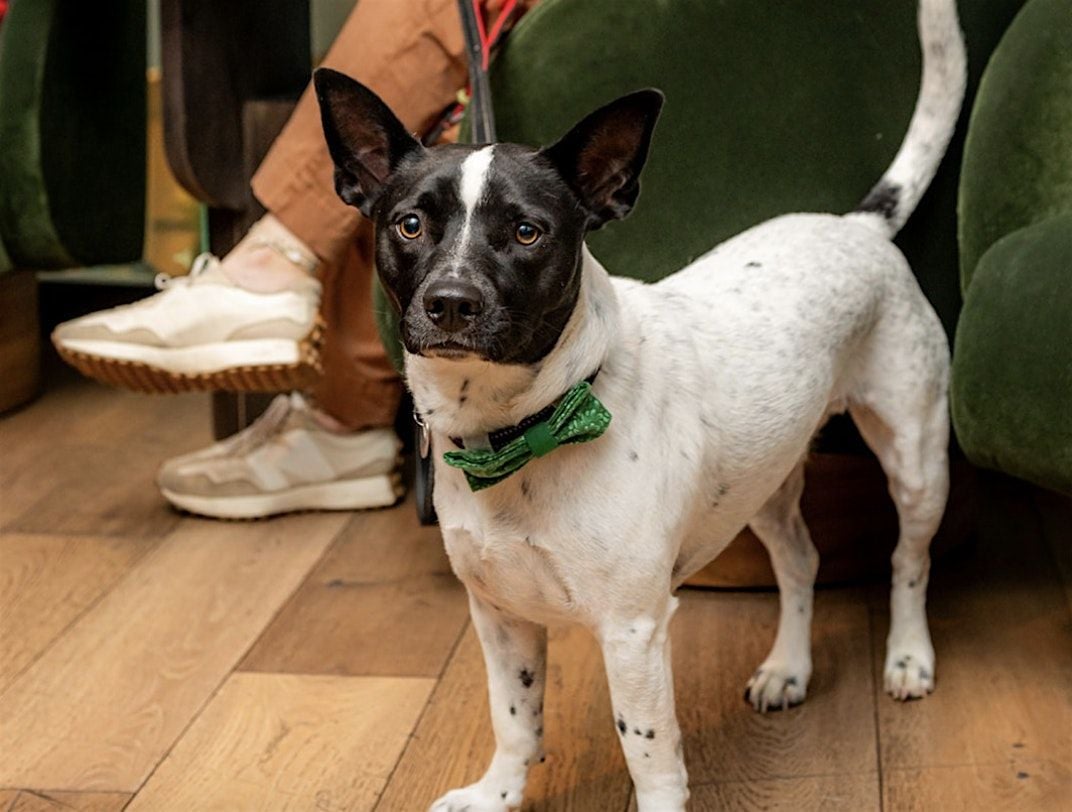 Aveline's Puppy Pop-up with ATL Humane Society, 26 August | Event in Atlanta | AllEvents