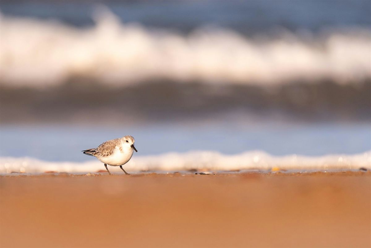 Birds for Beginners: Winter ID (Coastal), 10 January | Event in North Berwick | AllEvents