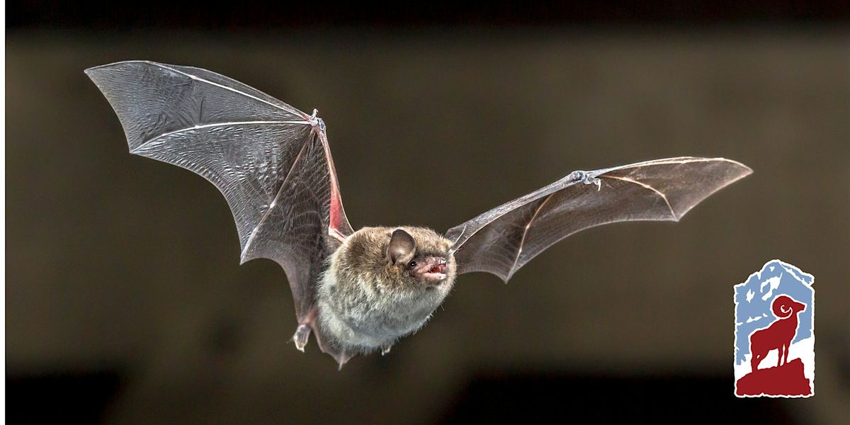 Bats of Colorado and Rocky Mountain National Park, 24 July | Event in Estes Park | AllEvents