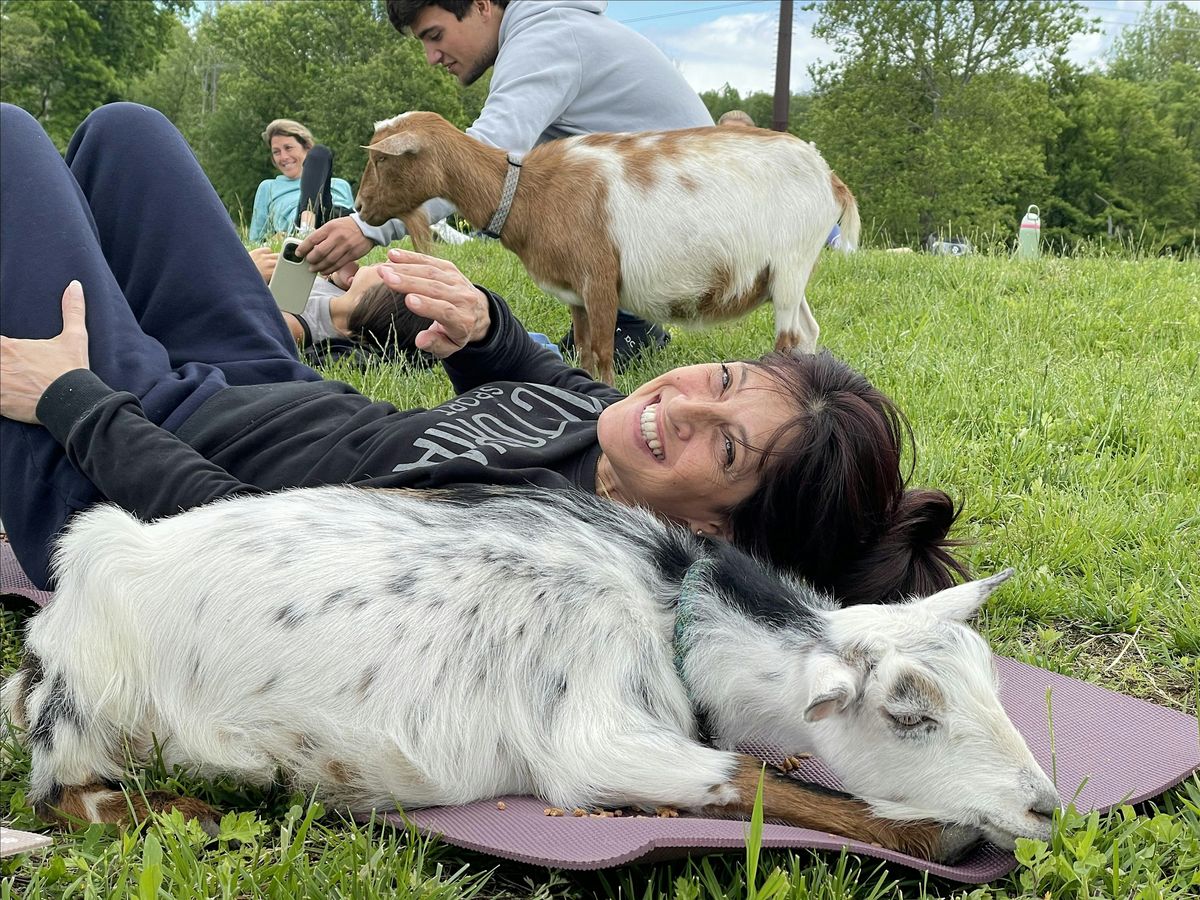 Pilates with Goats at Tranquility Vineyard in Middlebury, CT | Event in Middlebury | AllEvents