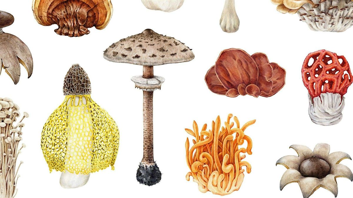 Fungus Foray, 18 October | Event in Bangor | AllEvents