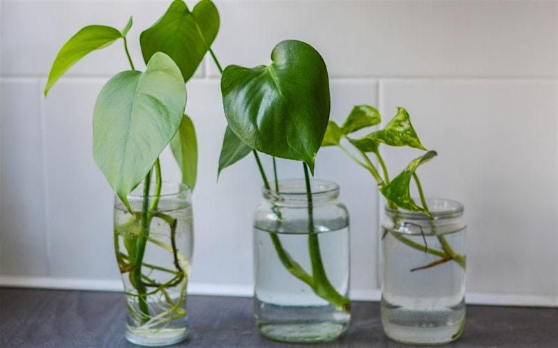 9-9-2025  Propagation by Stem Cuttings, 9 September | Event in Wesley Chapel | AllEvents