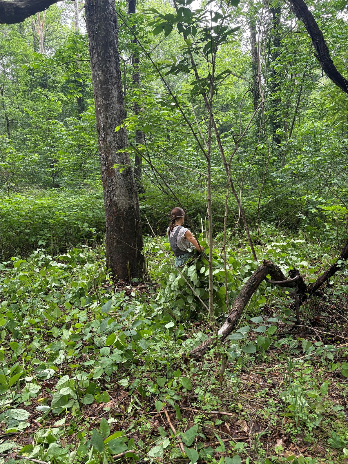 Habitat Restoration at Fraser Preserve, 6 August | Event in Great Falls | AllEvents