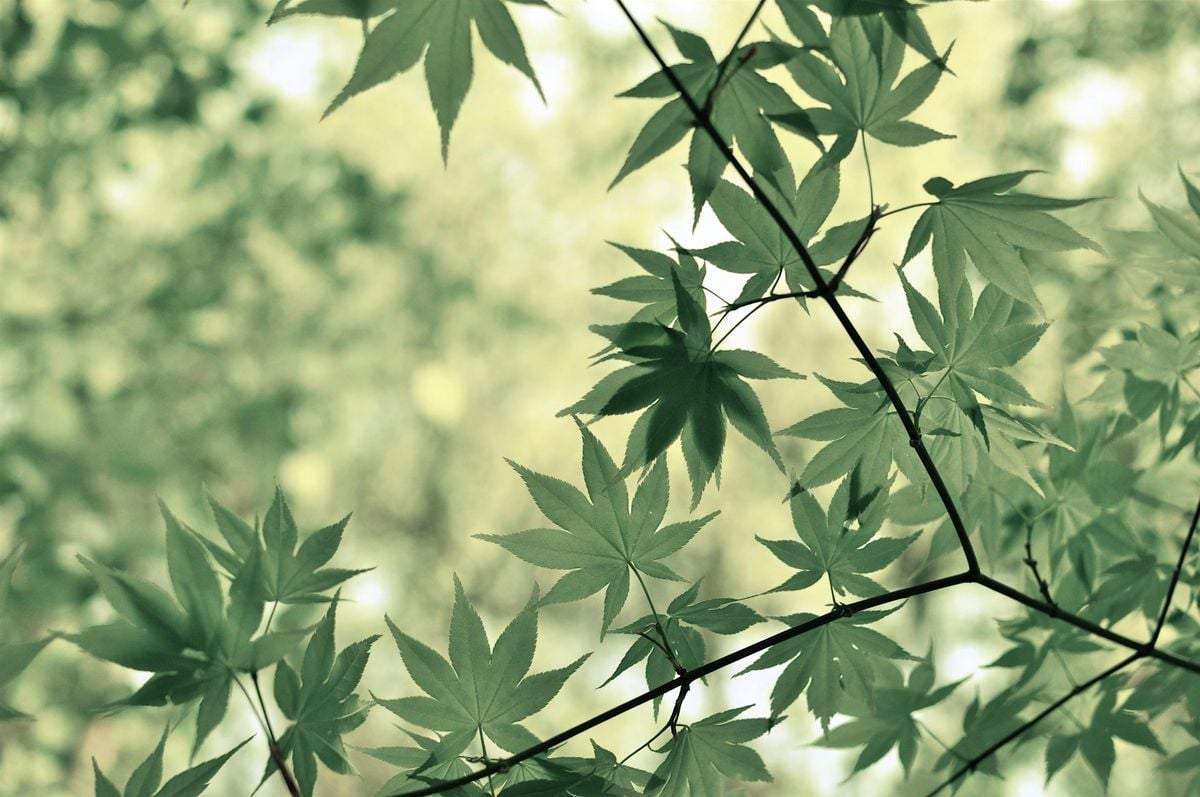 Japanese-Style Pruning Oct 4, 4 October | Event in Boring | AllEvents