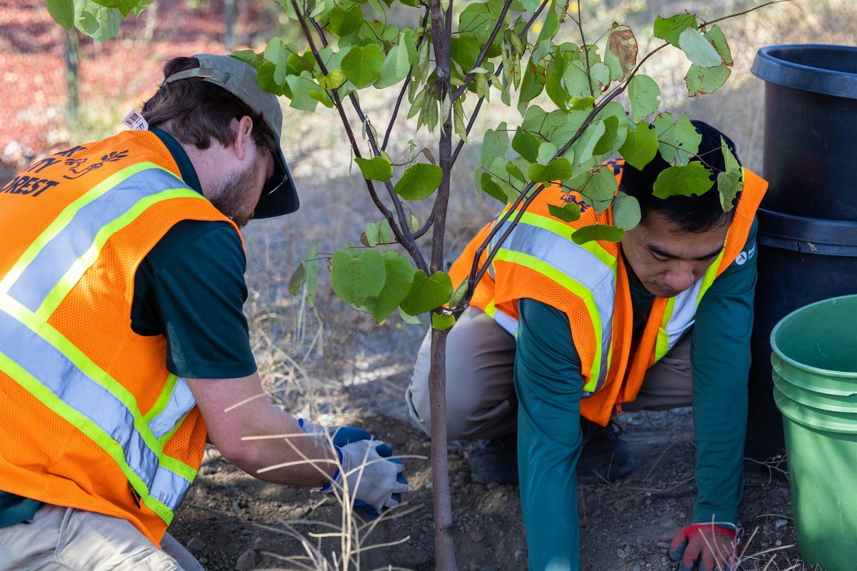 Advent Lutheran Church Planting with Our City Forest, 1 November | Event in Morgan Hill | AllEvents