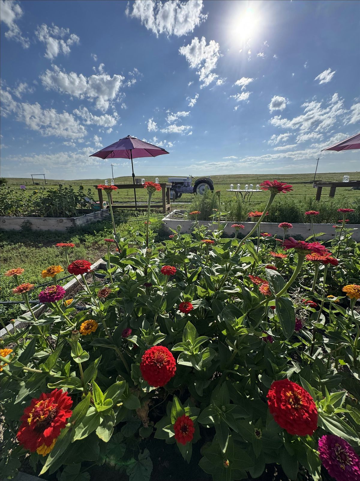 U-Pick at Sandy Acres Flower Farm, 23 August | Event in Highland Precinct | AllEvents