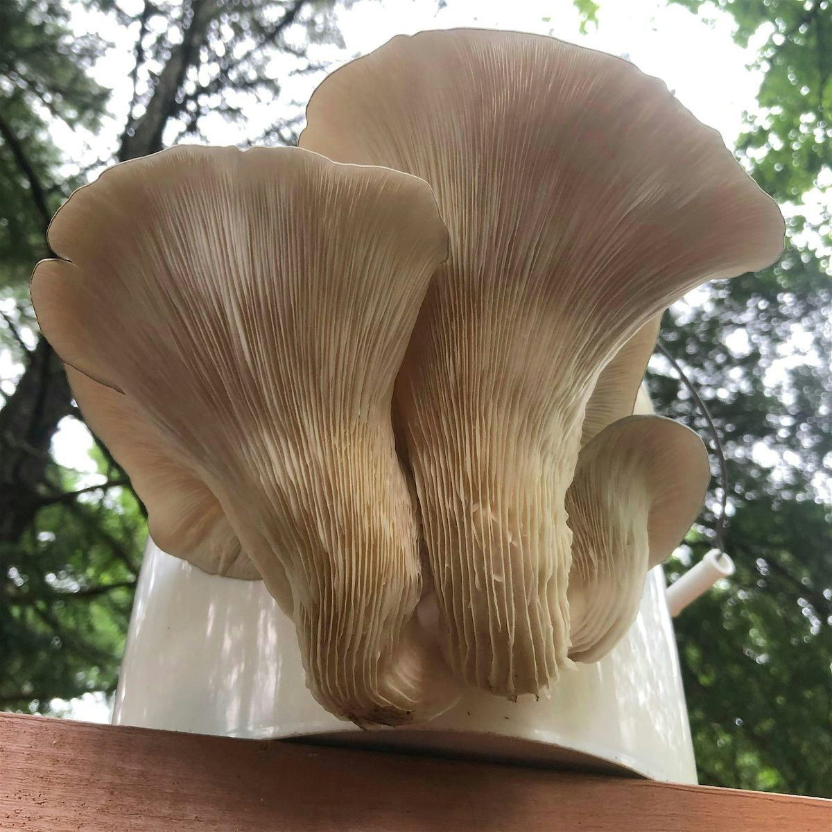 Oyster Mushroom bucket cultivation workshop, 30 August | Event in Claremont | AllEvents