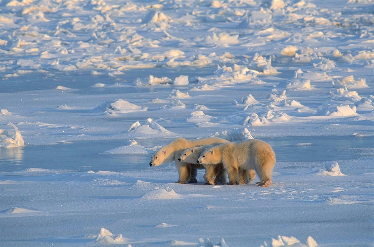 Vortrag: "Im Reich der Eisbären", 5 December | Event in Wetzlar | AllEvents