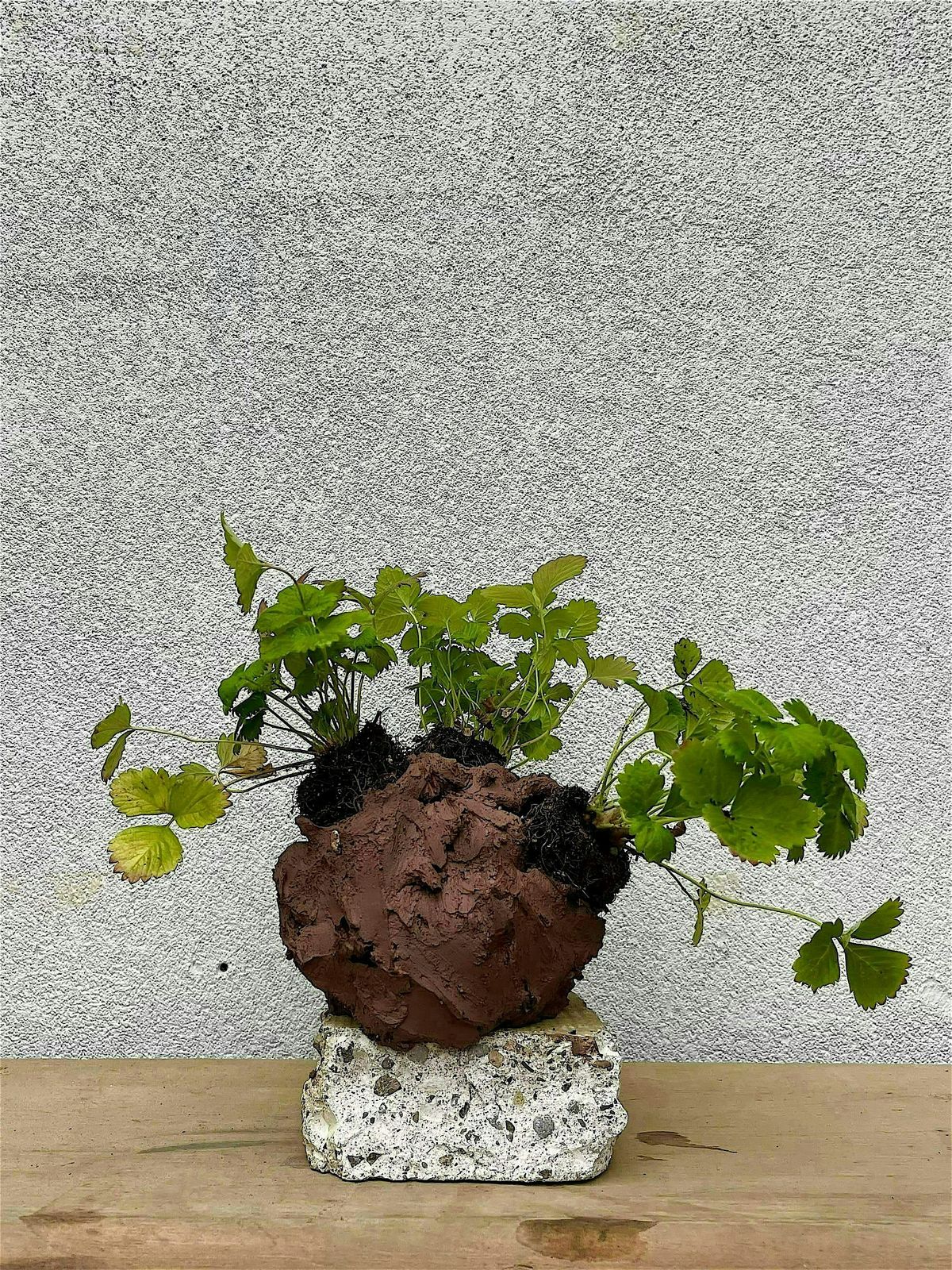Pottery for Plants with Cadence and Parker, 5 July | Event in Toronto | AllEvents