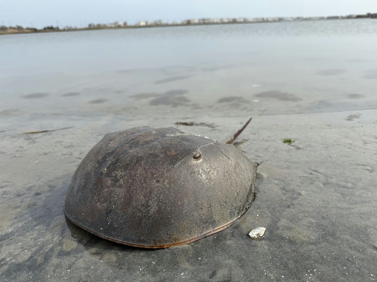 Horseshoe Crabs: 2025 Volunteer Monitoring Recap in Raritan & Barnegat Bays, 15 October | Event in Redd Bank