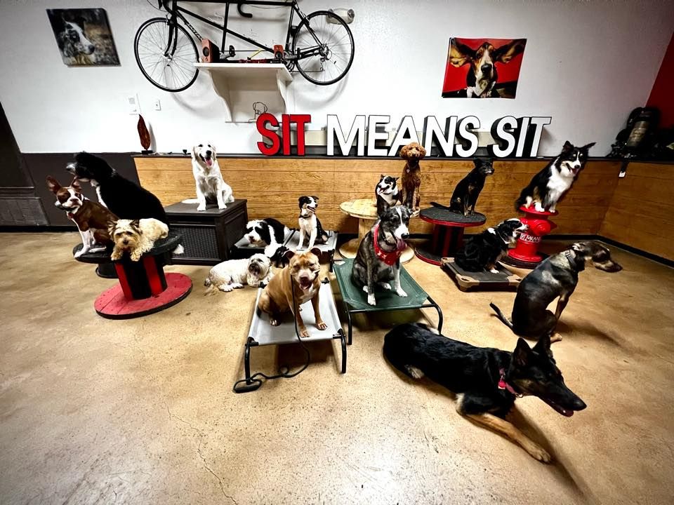 Group Class, Sit Means Sit Dog Training OKC, Edmond, December 9 2023