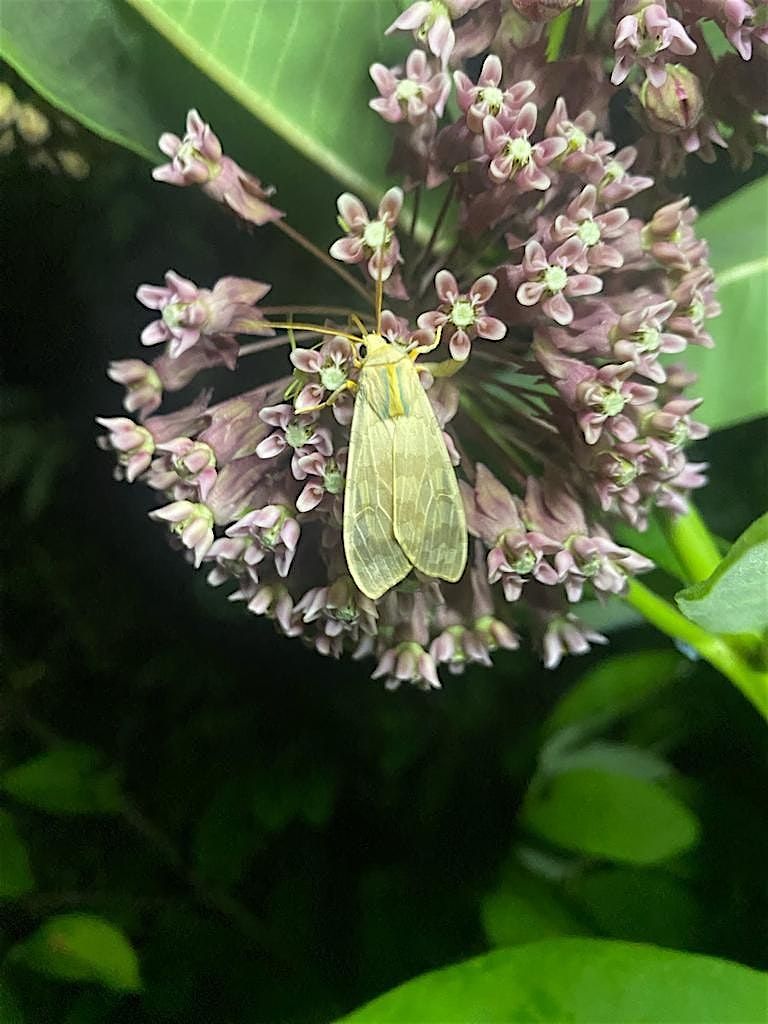 Moths Under the Moonlight, 1 August | Event in Cragsmoor | AllEvents