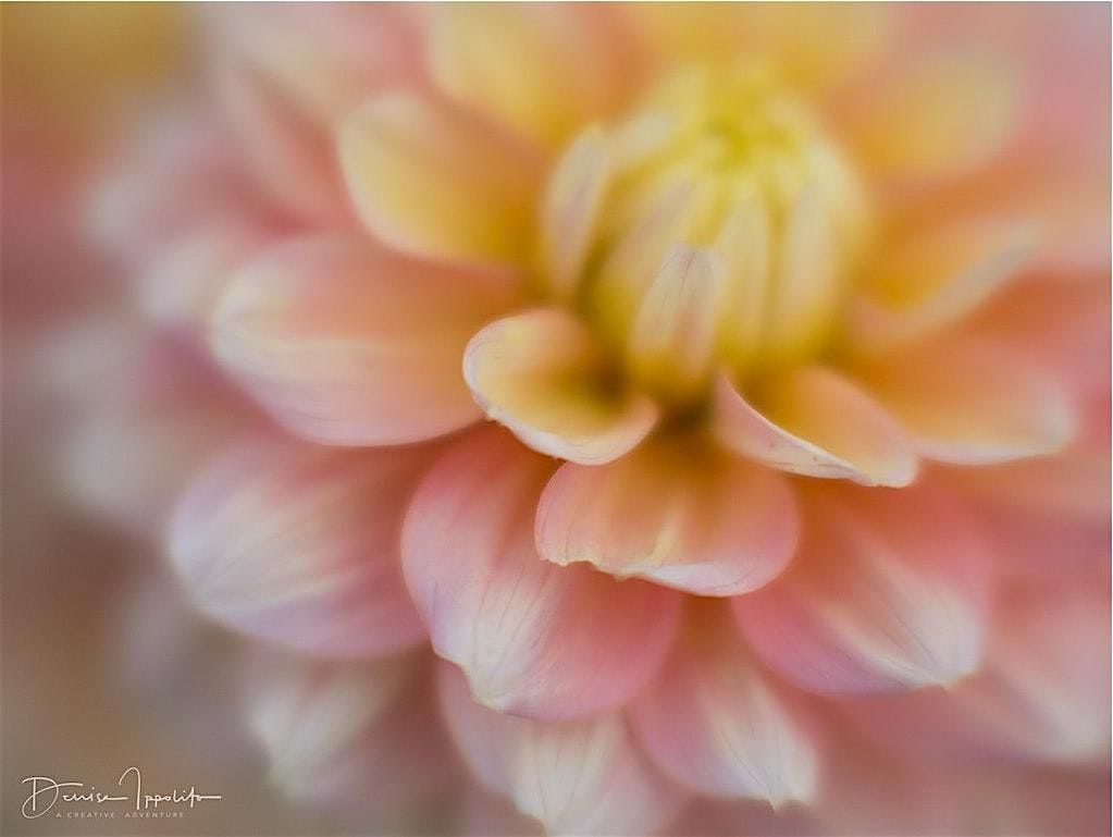 Photo Walk with World Renowned Photographer Denise Ippolito, 23 August | Event in Canby | AllEvents