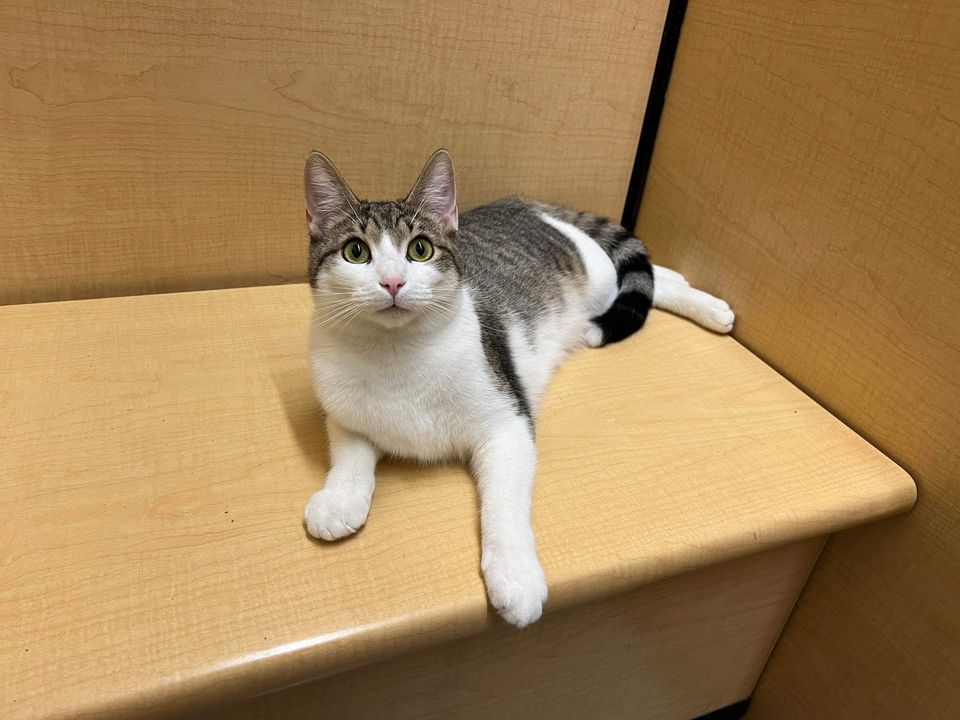 Caterday Adoptions PetSmart Fort Jackson, 4400 Fort Jackson Blvd, Columbia, SC 292091006