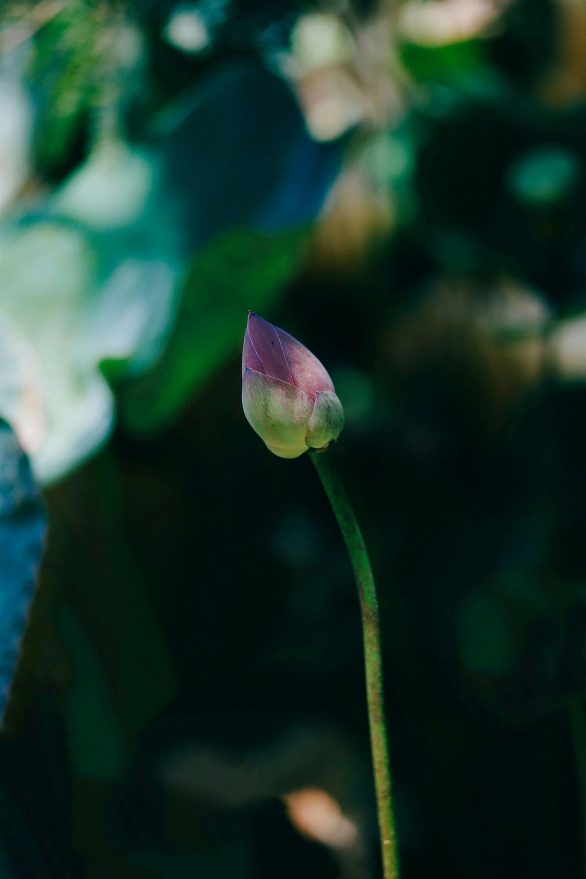 Free Learn to Meditate Workshop, 26 July | Event in Auckland | AllEvents