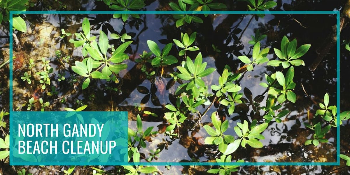 DSW North Gandy Beach Cleanup | Event in Saint Petersburg | AllEvents