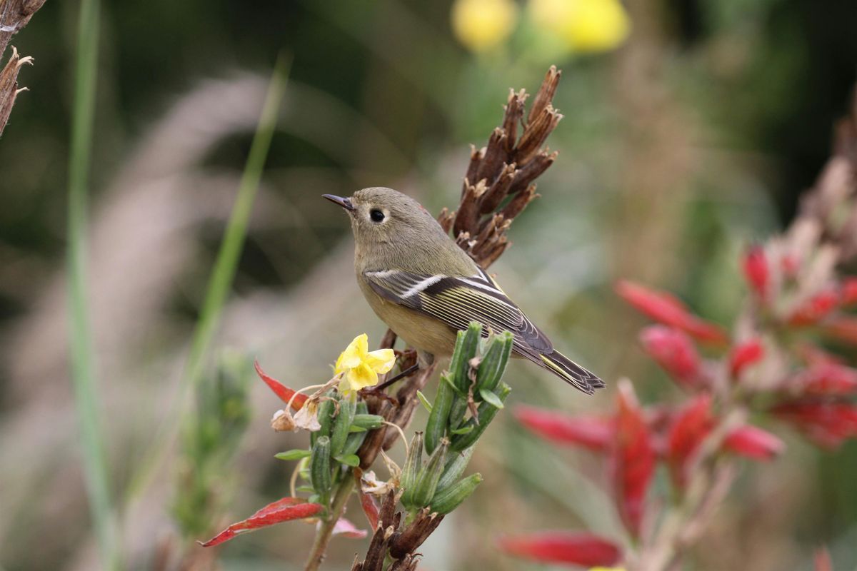 Pride Bird Walk and History Stroll, 28 June | Event in Brooklyn | AllEvents