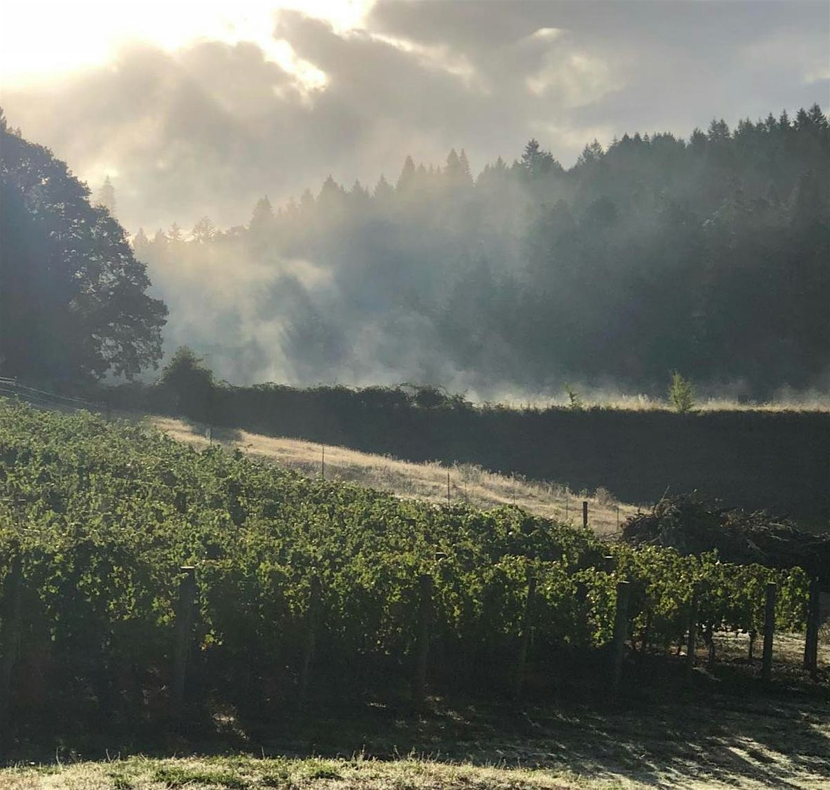 Oregon Pinot Noirs -  Free Tasting!, 9 October | Event in Palm Springs | AllEvents