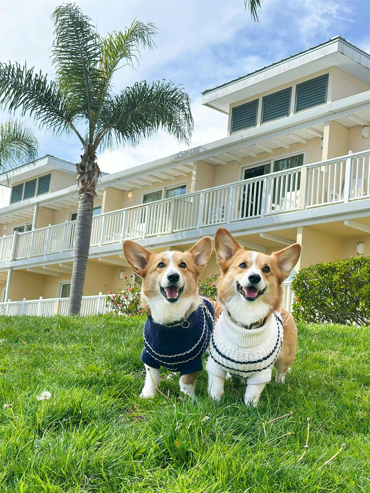 Sunday Dog Days at Beachside | Event in Marina del Rey | AllEvents