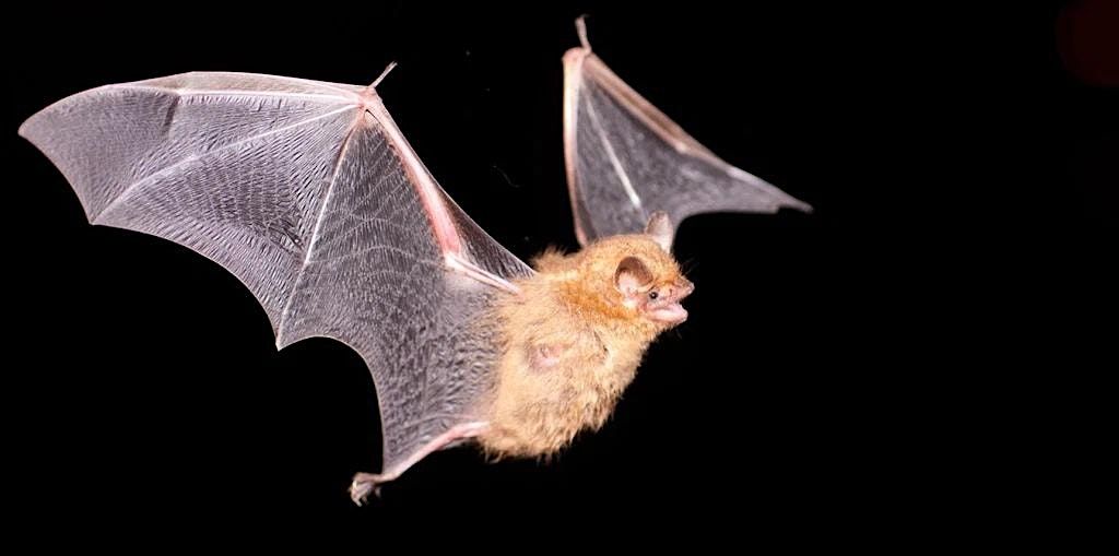 Bat Walk at the Ridgewood Reservoir, 15 August | Event in Queens | AllEvents