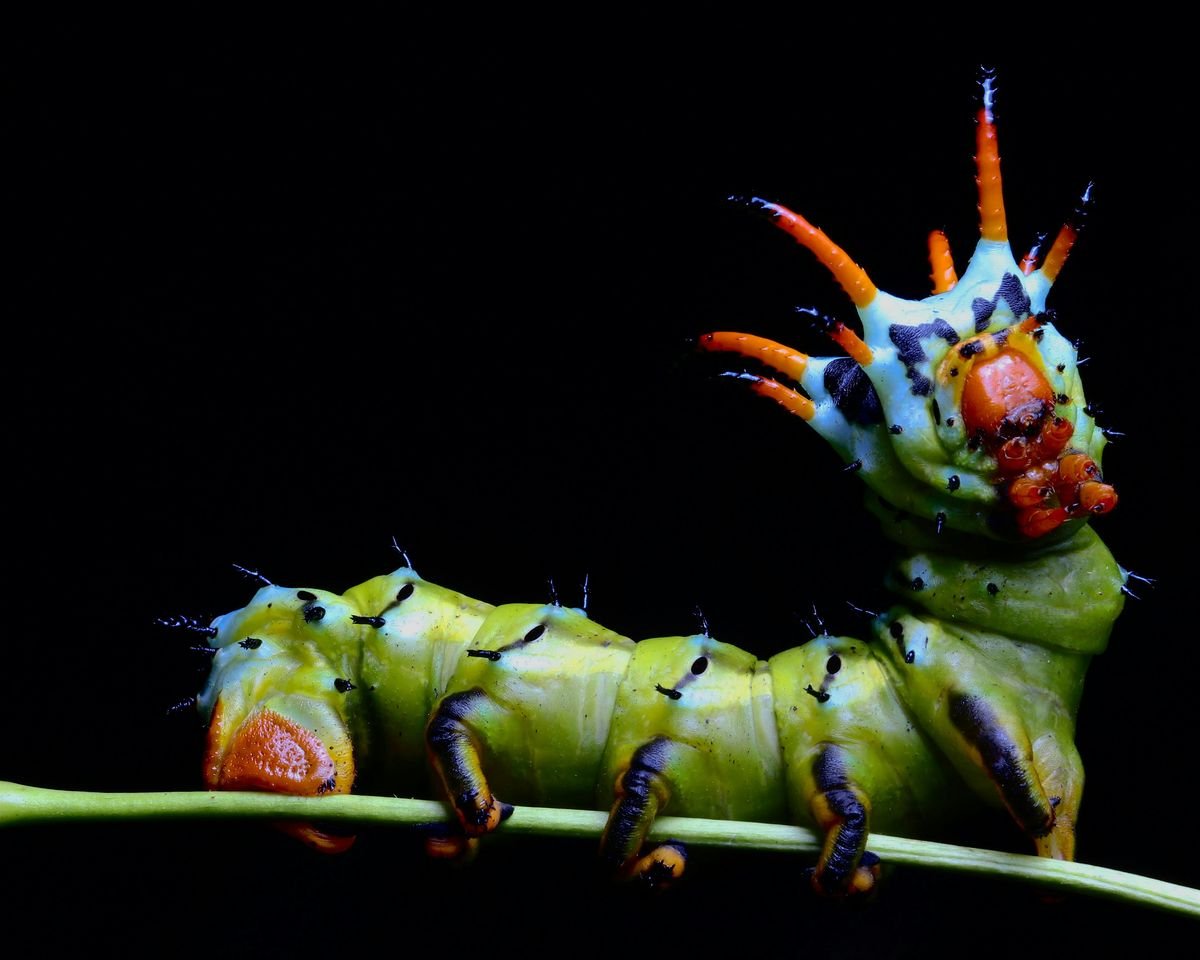 Caterpillar Crawl at the Brewery by Matthew Nochisaki, 26 September | Event in South Windsor | AllEvents