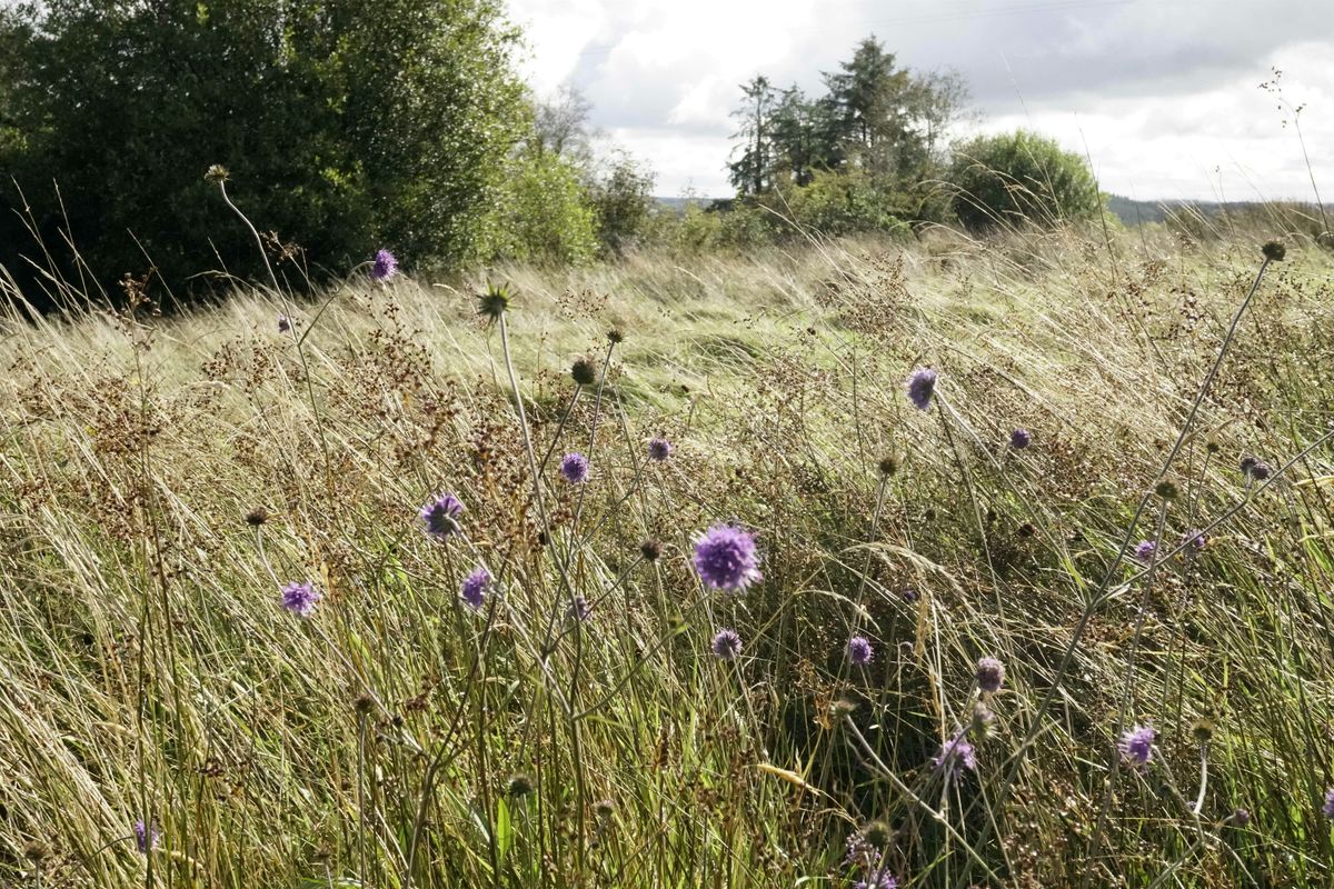 Arderry Volunteer Day, 24 August | Event in Mountain View | AllEvents