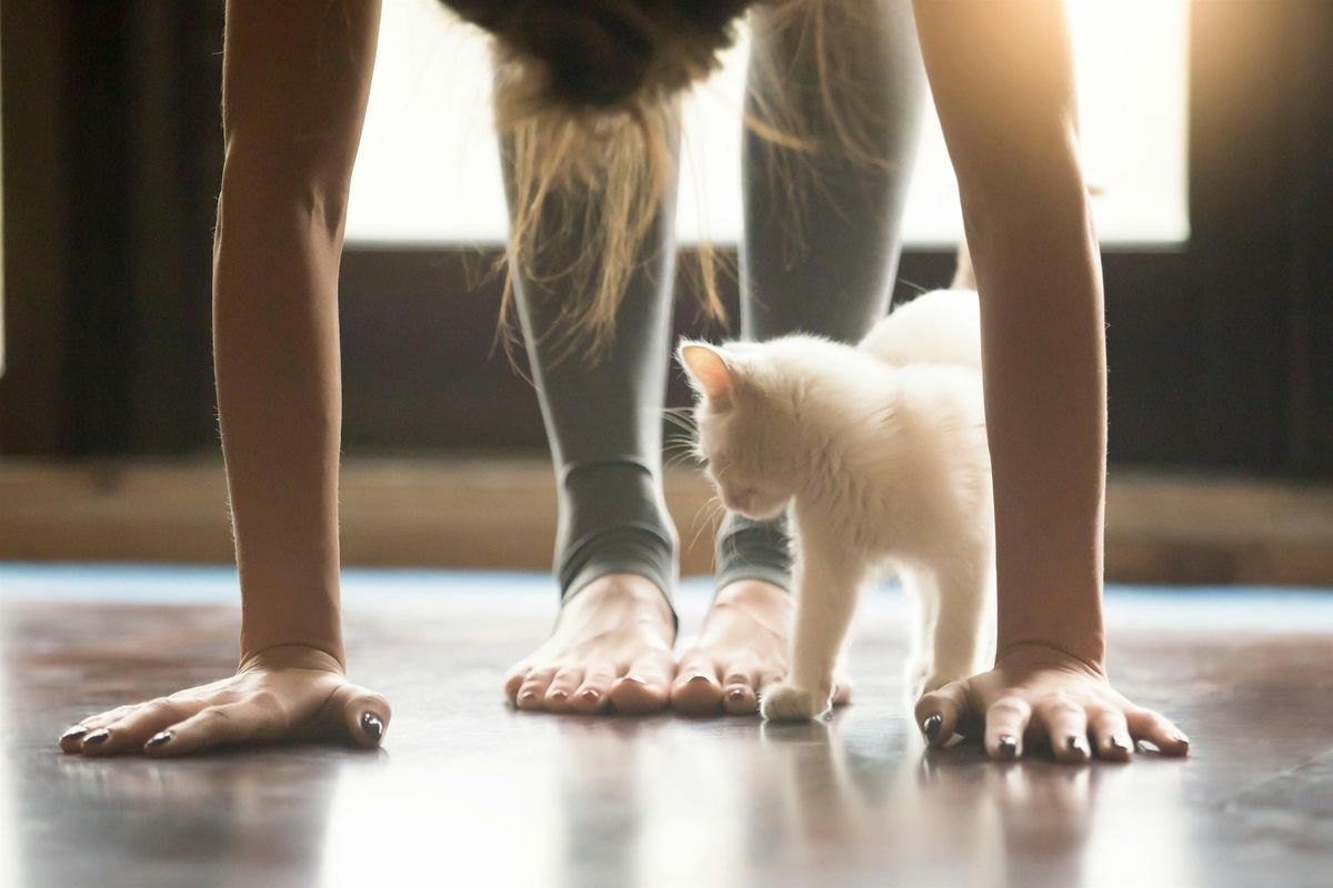 Paws & Pose | Kitten Yoga & Bubbly, 12 July | Event in Vero Beach | AllEvents