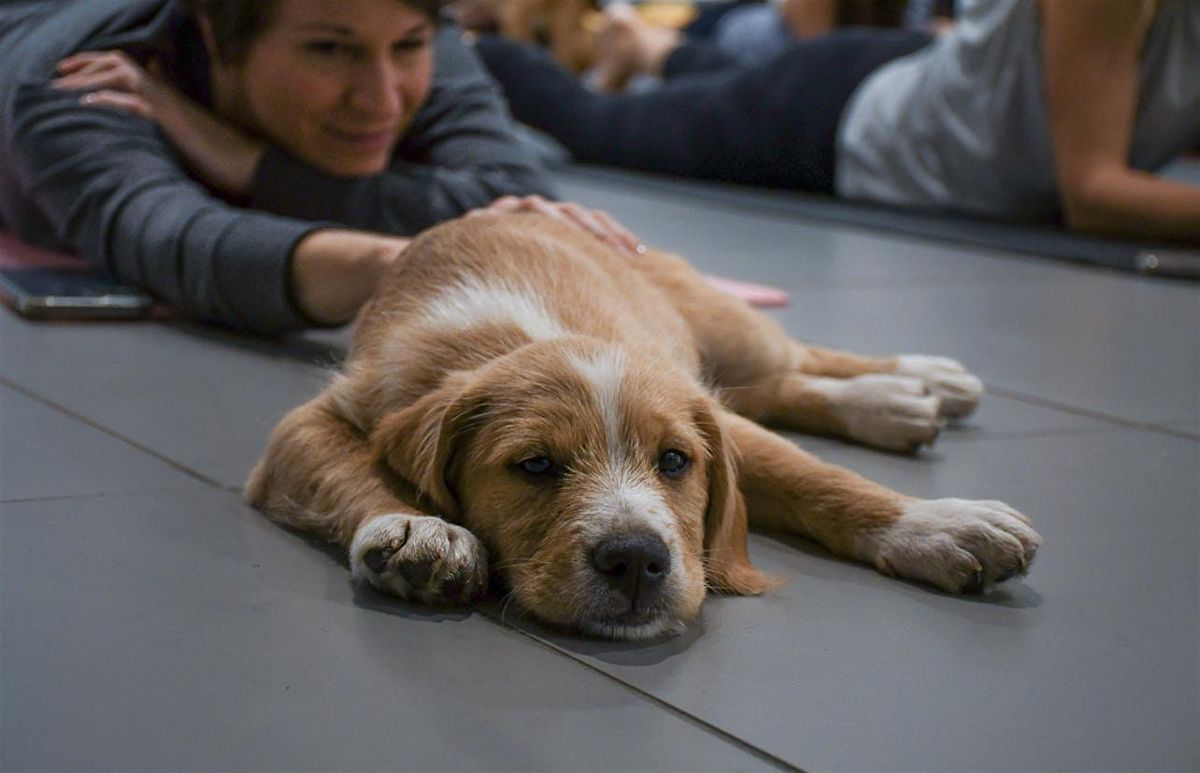 Rescue Puppy Yoga - Margaret Maddox family YMCA East center, 27 September | Event in Nashville | AllEvents