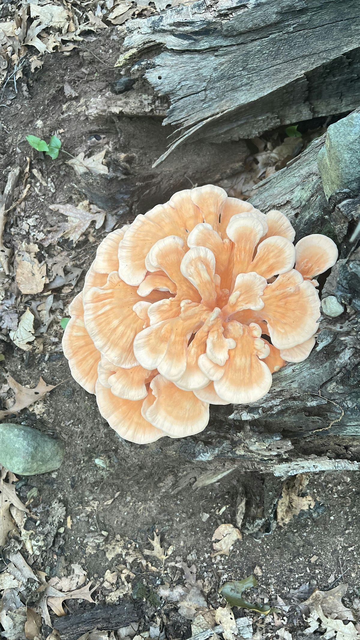 Mushroom Medicine Demystified with Alex Klein, 28 August | Event in Cambridge | AllEvents