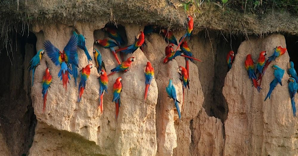 A Stardust show by Wings over the Rainforest, 28 June | Event in Vaughan | AllEvents