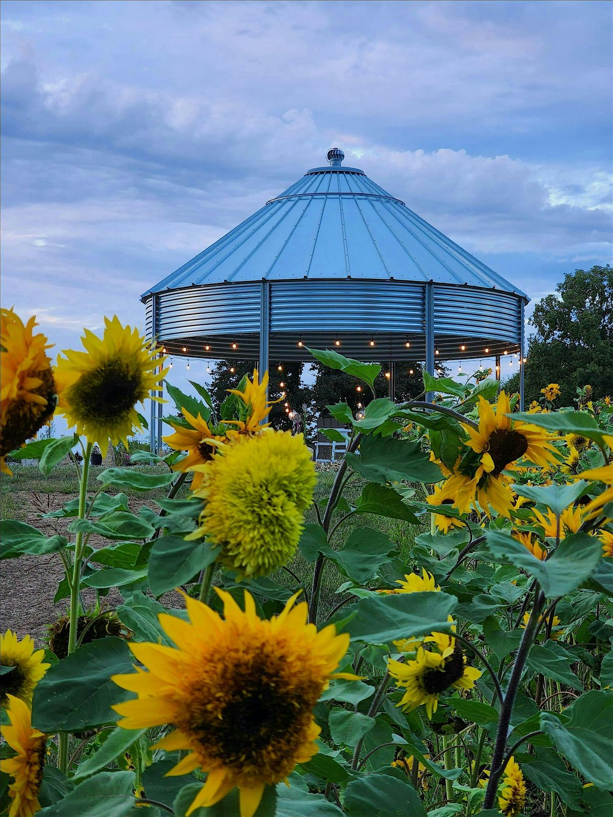 A Summer Evening of Music in the Flowers, 1 August | Event in Scottsburg | AllEvents
