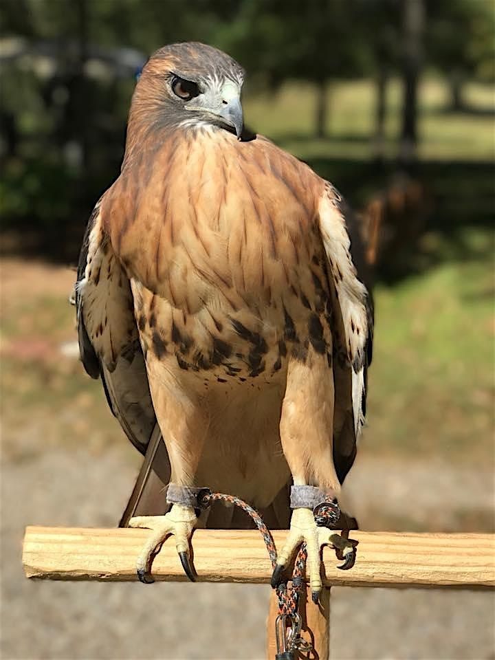 Friends of Texas Wildlife Summer Day Camp Session #2, 9 June | Event in Magnolia | AllEvents