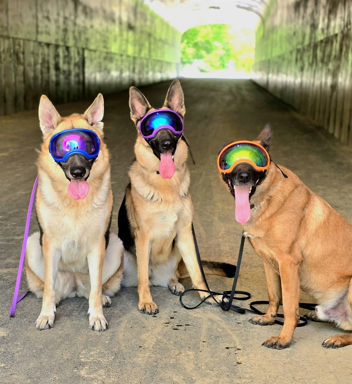 Professional K9 Development Conference 2025, 7 November | Event in Columbus | AllEvents