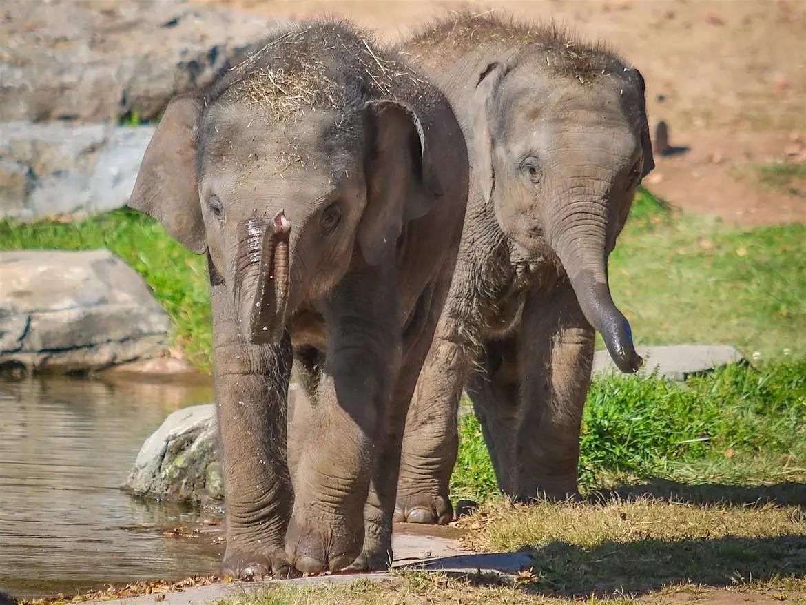 Elephant Twin Bath Encounter | Event in Syracuse | AllEvents