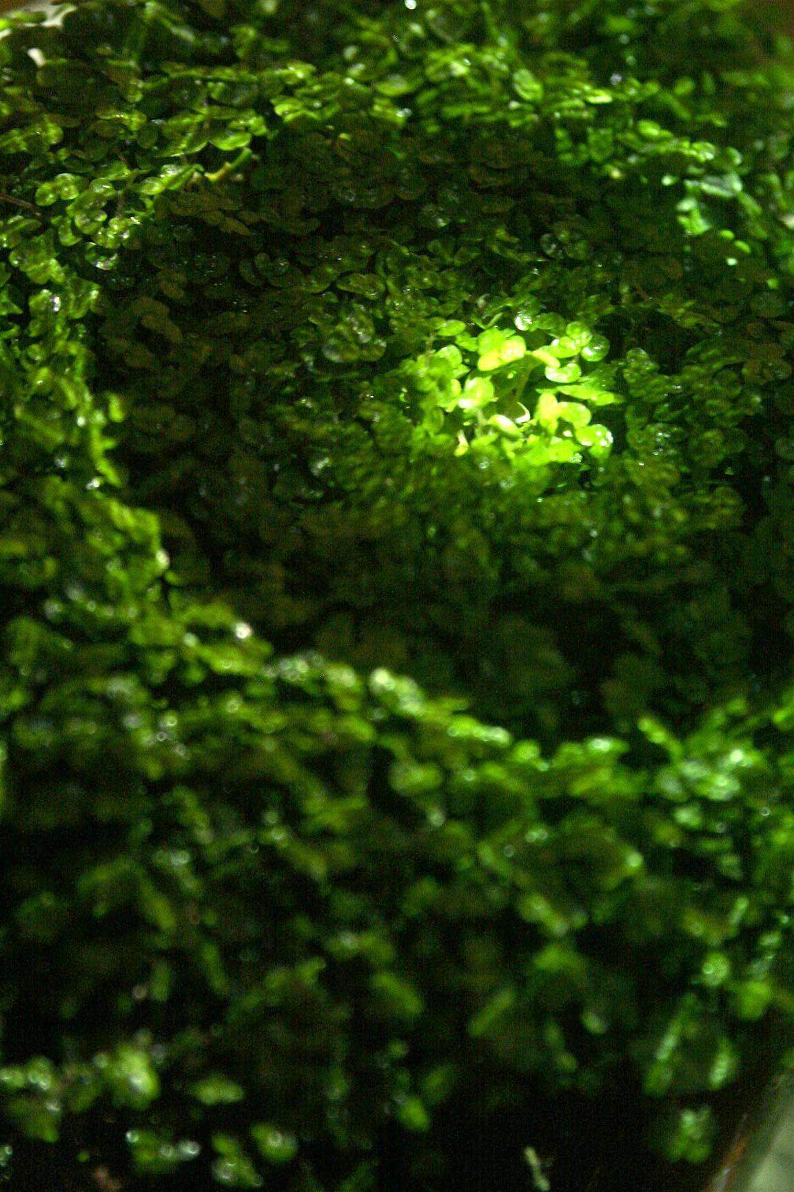 Meditative Symbiosis Workshop [PART OF TEMPORARILY OUT OF PLACE], 6 December | Event in Amsterdam | AllEvents