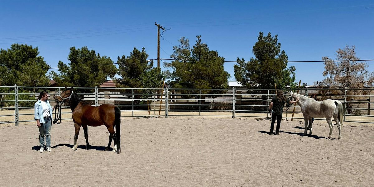 The STABLE Series: Equine Therapy Exercises & Arena EMDR, Western ...
