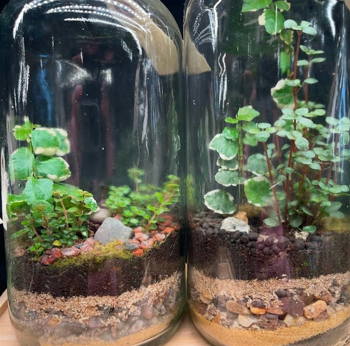 Three 16 oz.  BioActive Terrarium Workshop: Sunday August 24th, 10am-12pm, 24 August | Event in Philadelphia