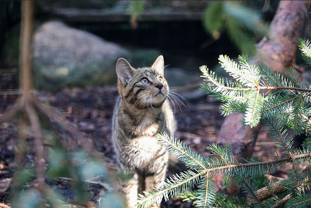Boxing Day Tour: We are Saving Wildcats, 26 December | Event in Kingussie | AllEvents
