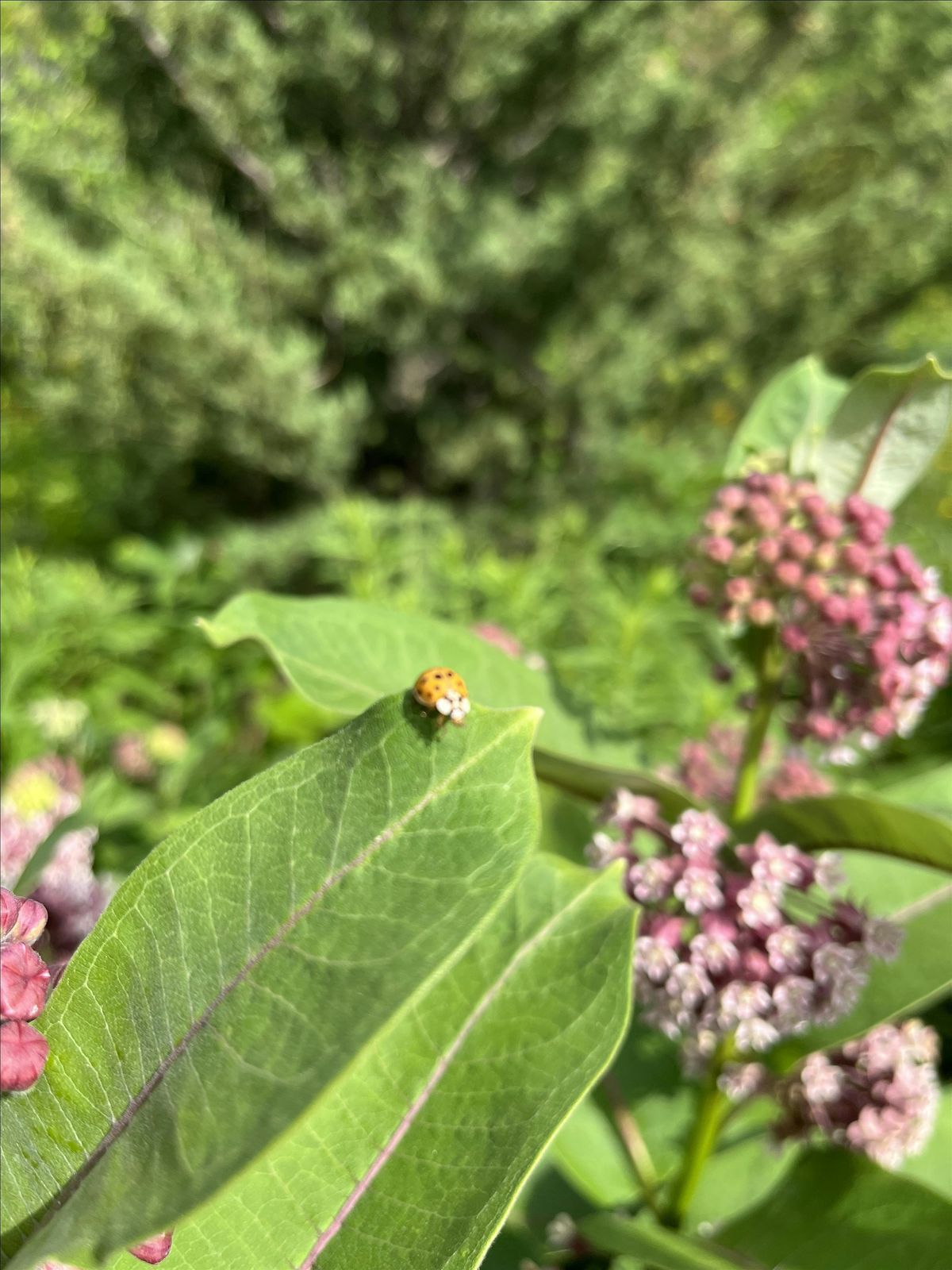 BGI  Landscape Workshop: Selection, Management & Design, for Biodiversity, 19 September | Event in Brooklyn